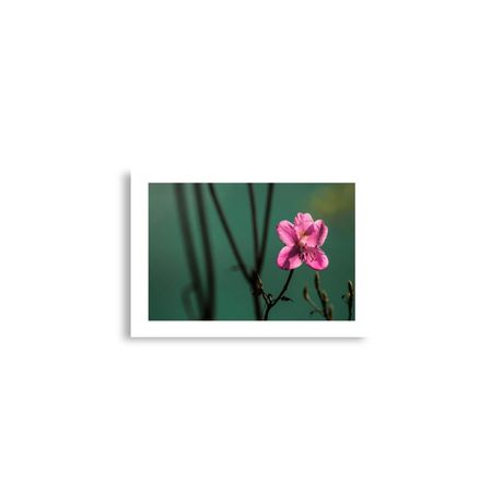Botanic Art Photography A2 Poster - Pink Golden Hour