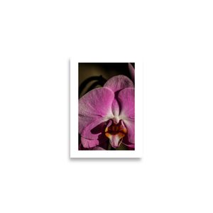 Botanic Art Photography A2 Poster - Pink Orchid 