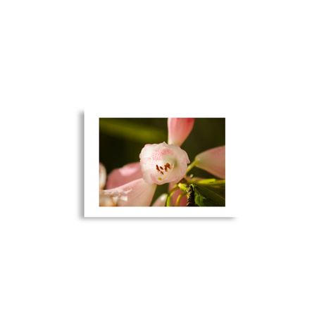 Botanic Art Photography A2 Poster -  Rhododendron 