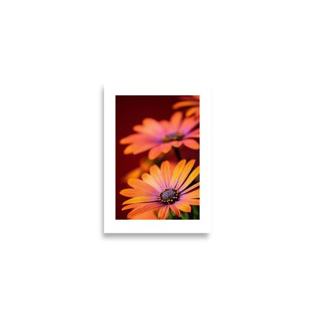 Botanic Art Photography A2 Poster - Daisies Golden Hour