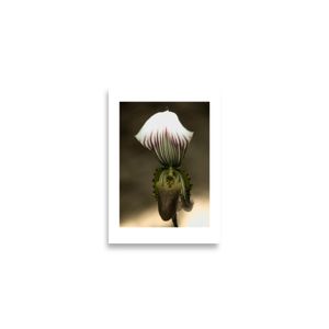 Botanic Art Photography A2 Poster - Orchid