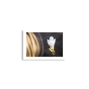 Botanic Art Photography A2 Poster - Magnolia Blurred Background