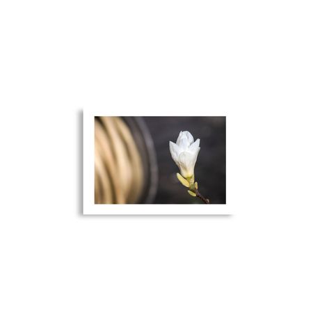 Botanic Art Photography A2 Poster - Magnolia Blurred Background