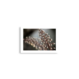 Botanic Art Photography A2 Poster - Butterbur