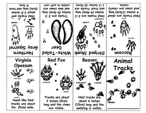 Animal TRACKS Pocket Folding Guide 