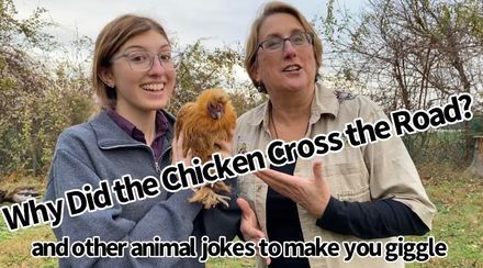 Why Did the Chicken Cross the Road?