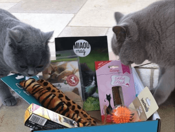 Multiple Cat Monthly Subscription Box 