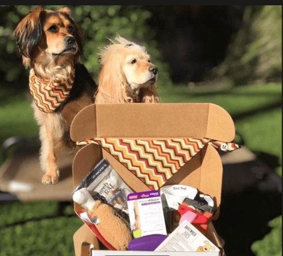 Multiple Doggo Monthly Subscription Box 