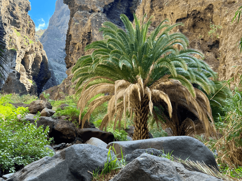 Masca – The Hidden Gem of Tenerife