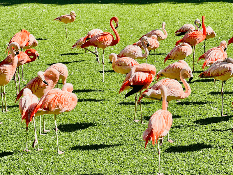 A Day in Loro Parque