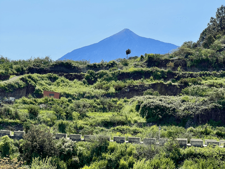 Green Side of Tenerife