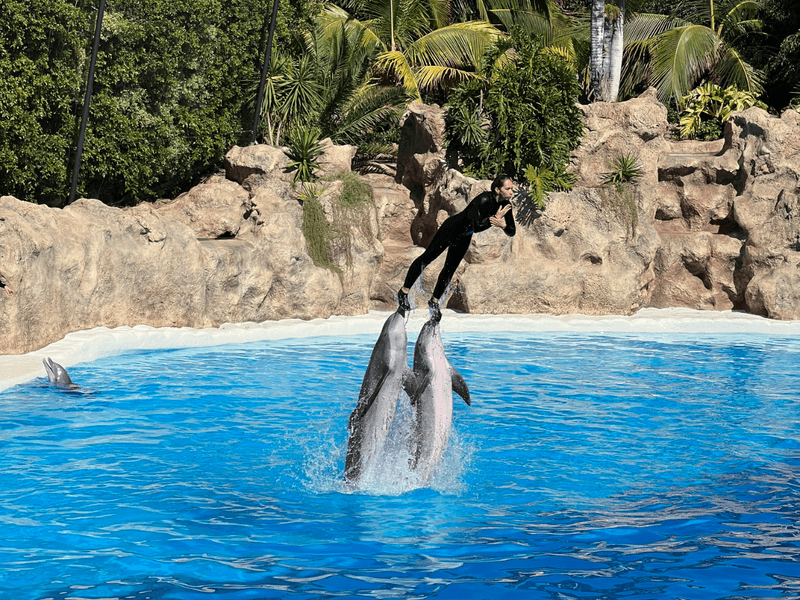 A Day in Loro Parque