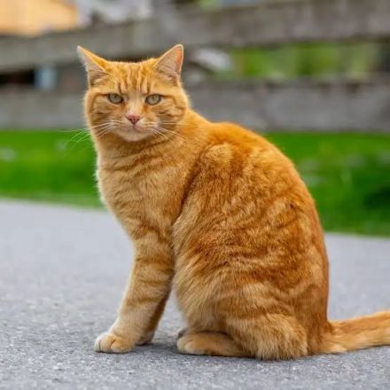 Prompt for cat video