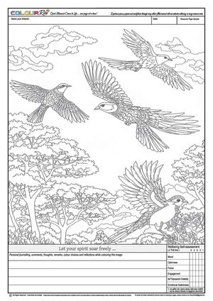 ColourRise FREE to Try #3