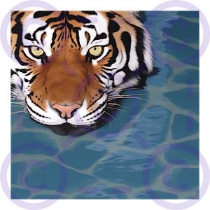 Tiger Swim (cover artwork, 1 of 1 copy)