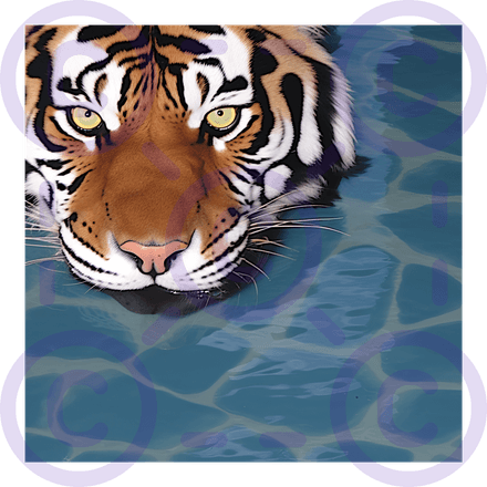 Tiger Swim (cover artwork, 1 of 1 copy)