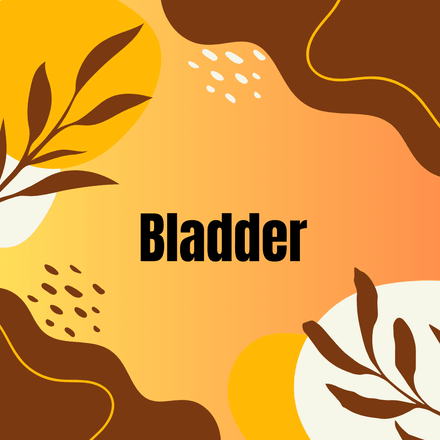 Bladder