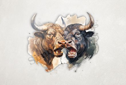 Bulls facing up to each other, watercolour