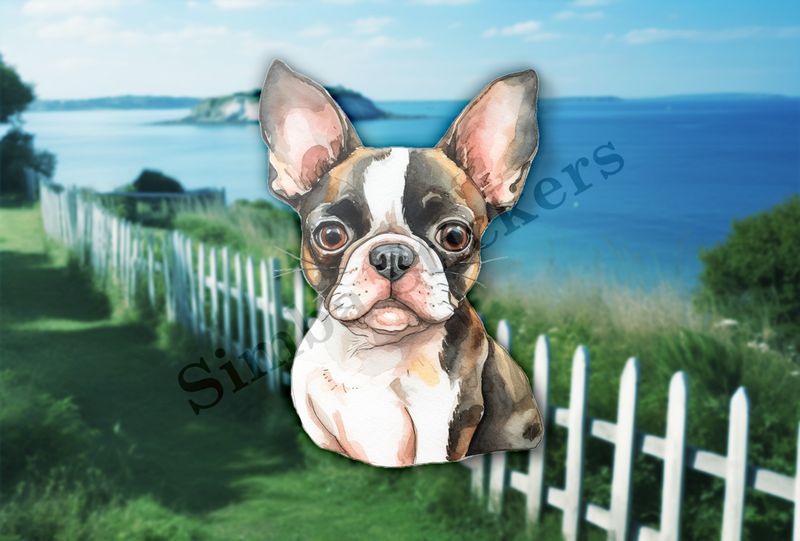 Boston Terrier dog, watercolour