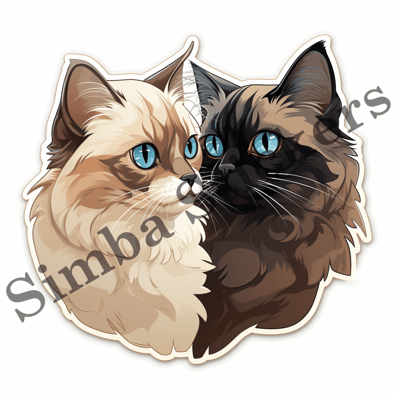 Himalayan cats in love, image set, 10 images