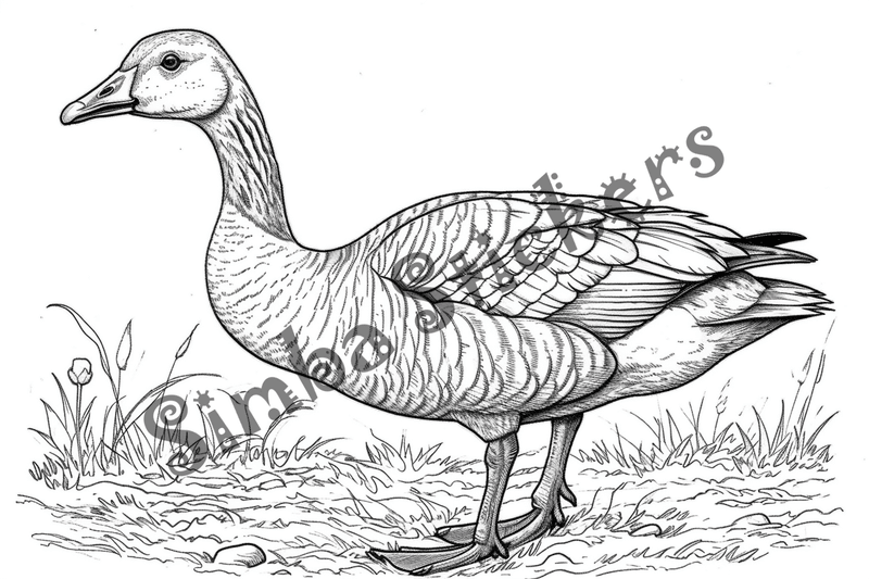 Colouring pages, bundle of geese, 25 images