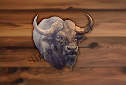 African buffalo stare