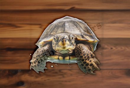 Tortoise in water