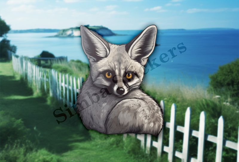 Bat-eared Fox