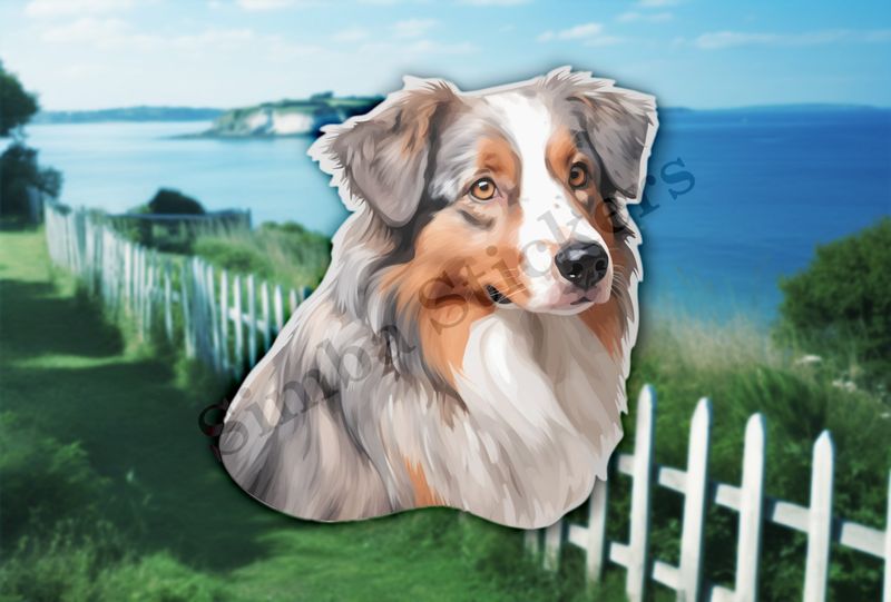 Australian Shepherd dog 
