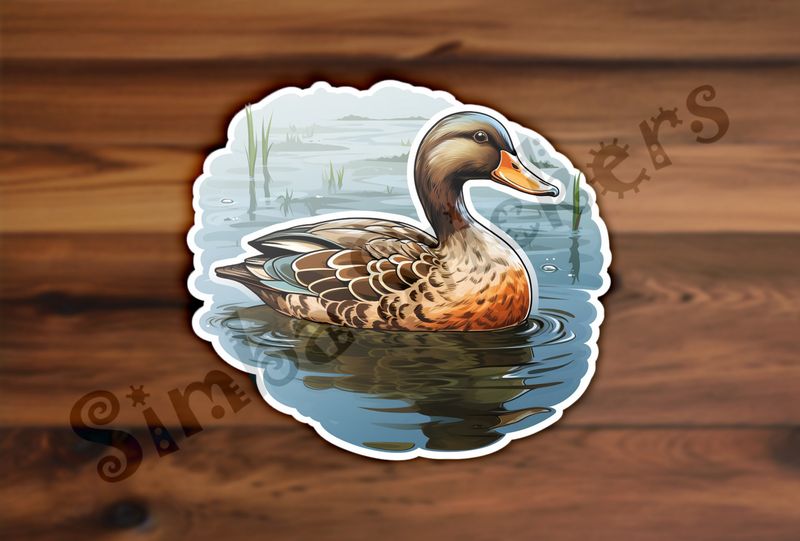 Male duck floating in a pond