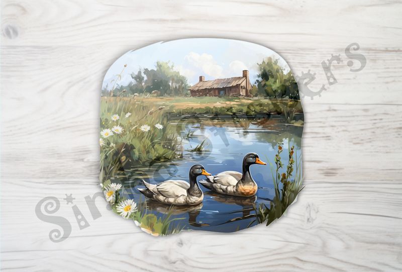 Ducks in love swimming in farmhouse pond