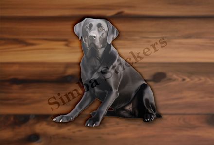 Black labrador dog sitting