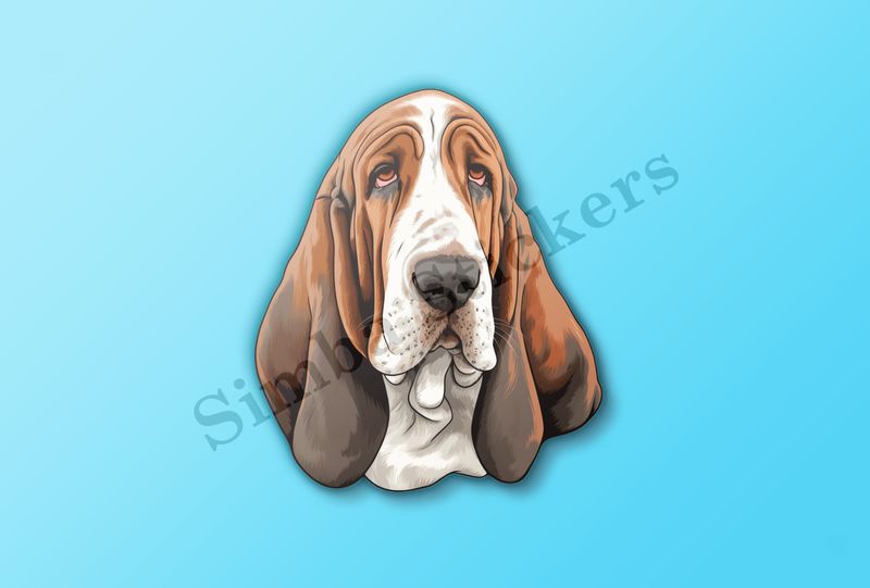 Basset Hound dog