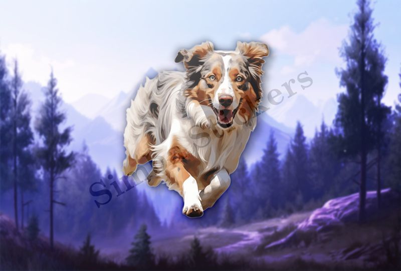 Australian Shepherd dog running and panting