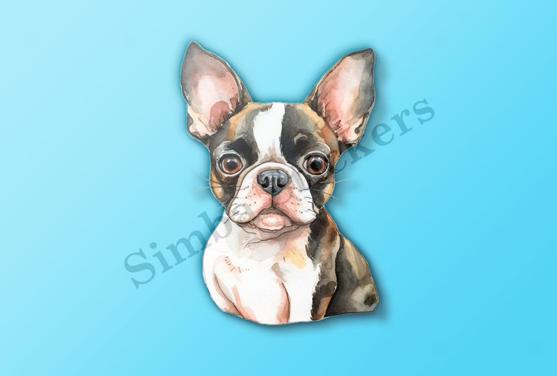 Boston Terrier dog, watercolour