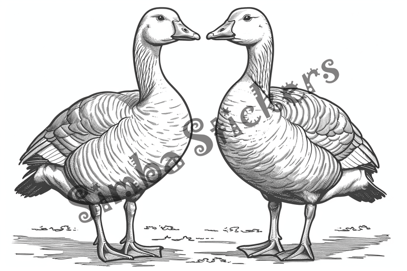 Colouring pages, bundle of geese, 25 images