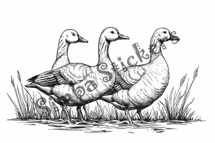 Colouring pages, bundle of geese, 25 images