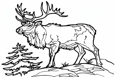 Colouring pages, bundle of elks, 10 images