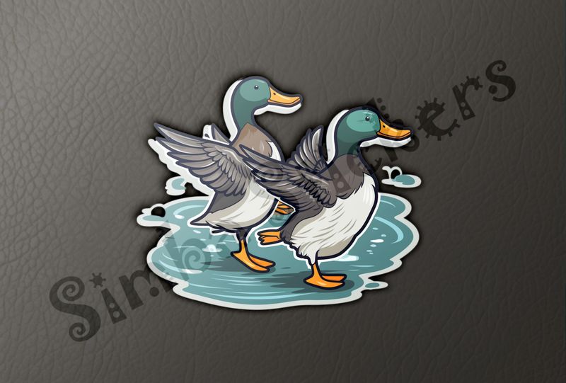 Duck couple flapping wings in shallow water