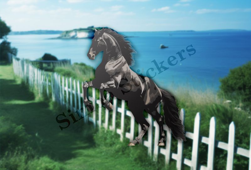 Black horse rearing
