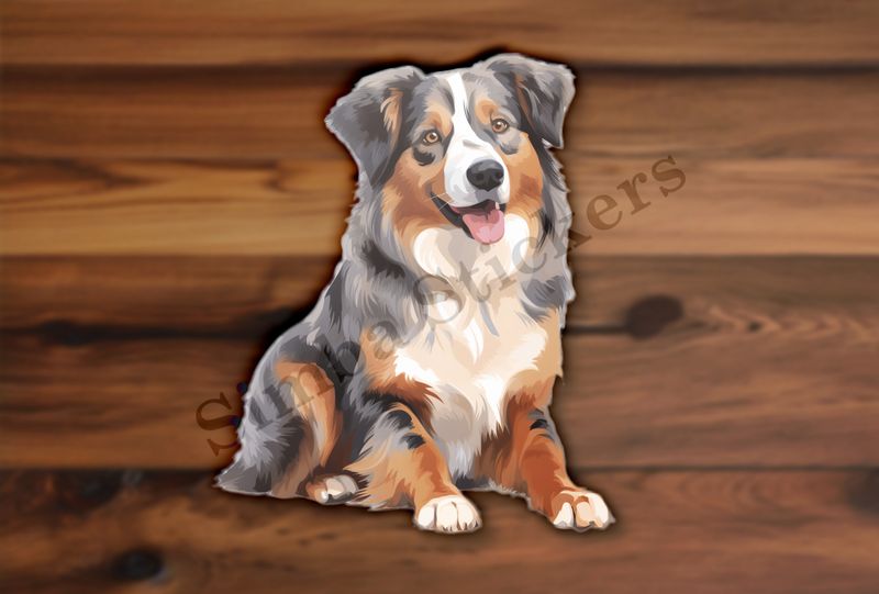 Australian Shepherd dog sitting with tongue out