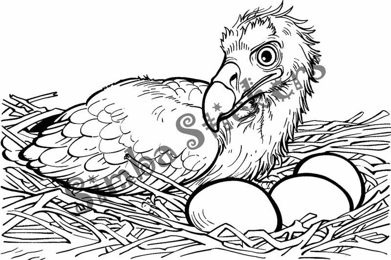 Colouring pages, bundle of vultures with chicks or eggs, 25 images, rm6krw