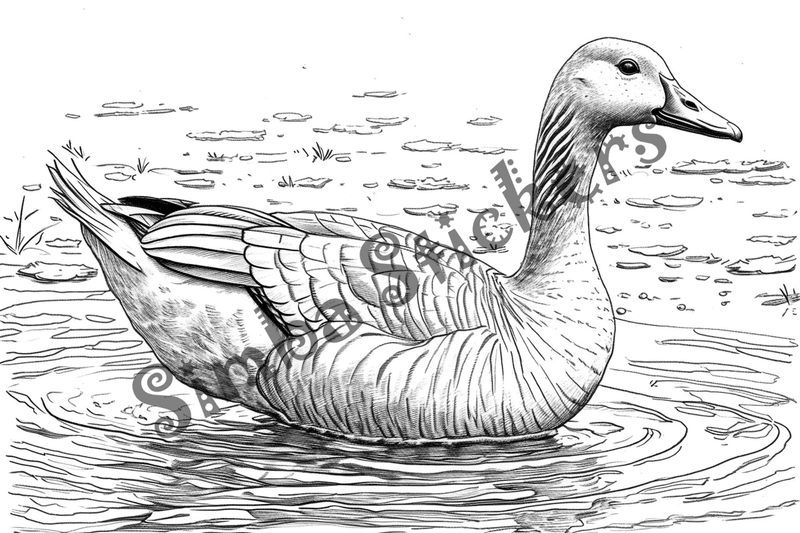 Colouring pages, bundle of geese in water, 10 images