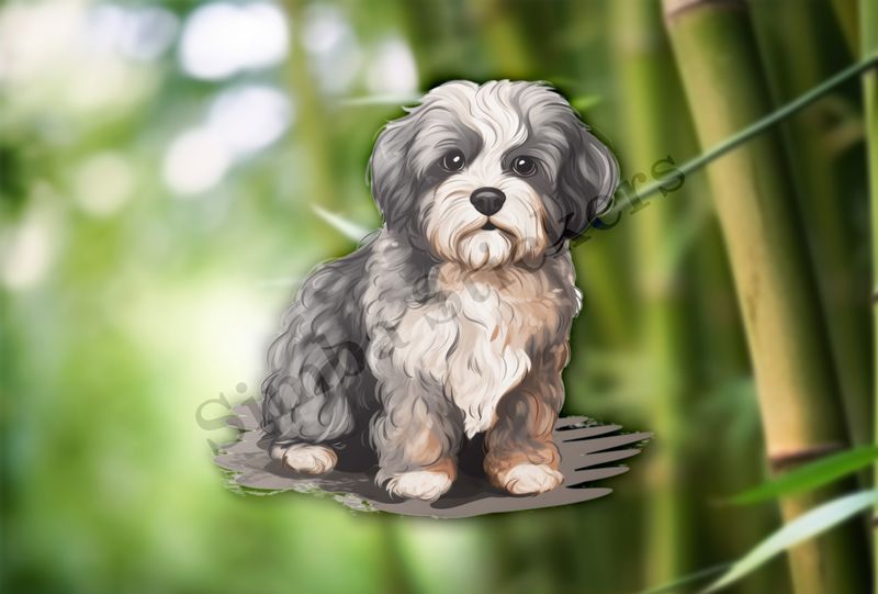 Black and white Cookapoo dog