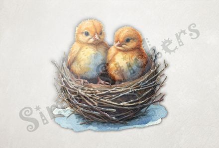 Two Chicks in bird&#x27;s nest