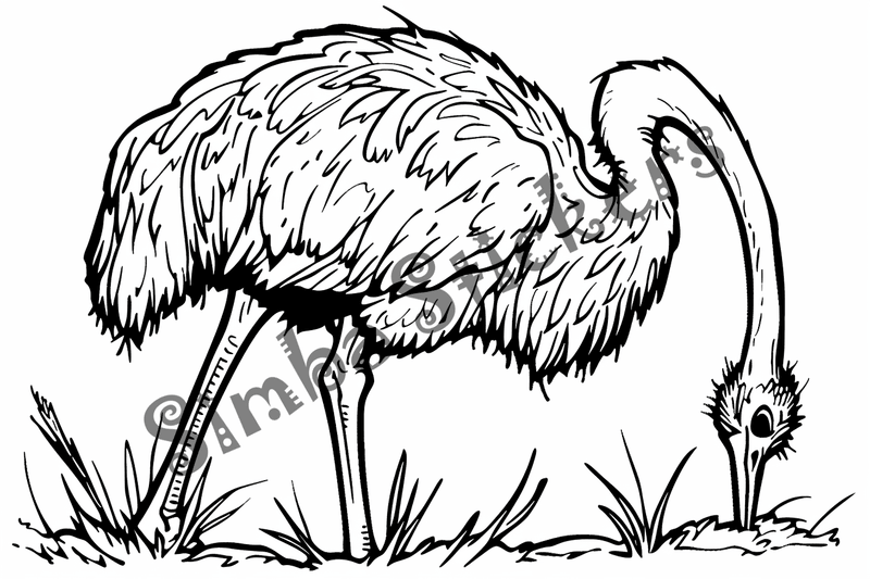 Colouring pages, bundle of ostriches, 50 images