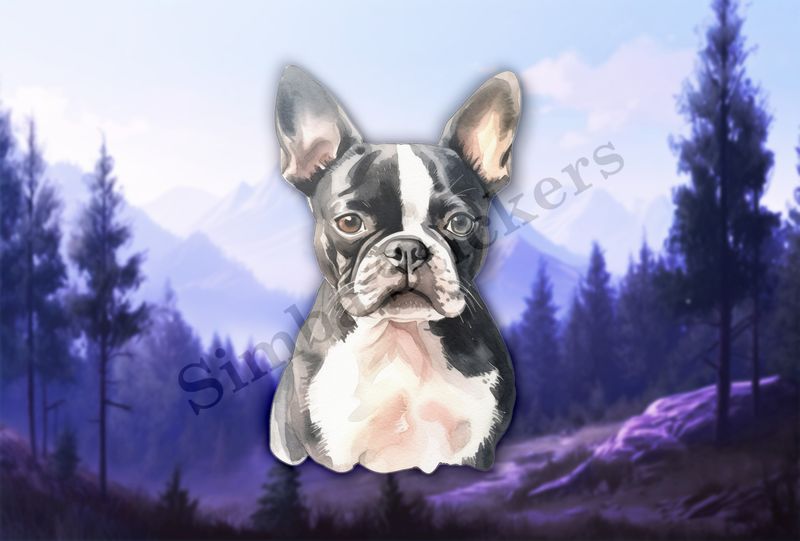 Boston Terrier dog front, watercolour
