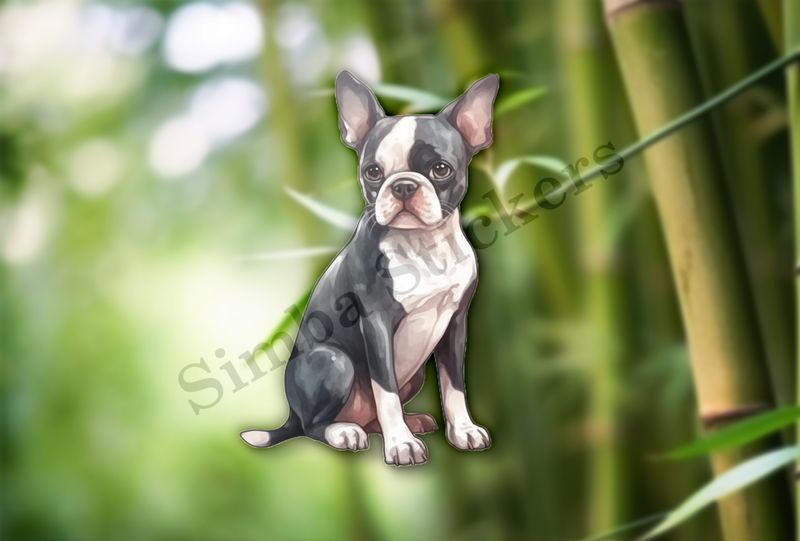 Boston Terrier dog sitting, watercolour