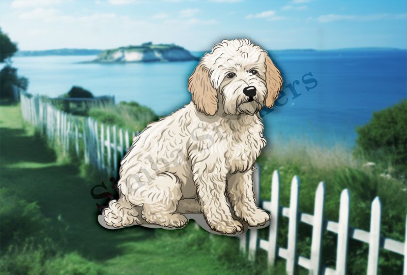 White Cookapoo dog