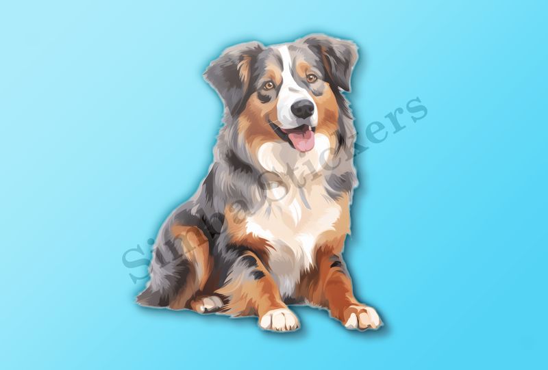 Australian Shepherd dog sitting with tongue out